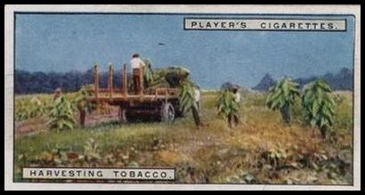 9 Harvesting Tobacco